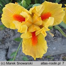 Iris hort. Marksman