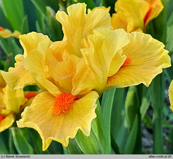 Iris hort. Marksman