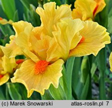 Iris hort. Marksman