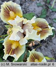 Iris hort. Muggles