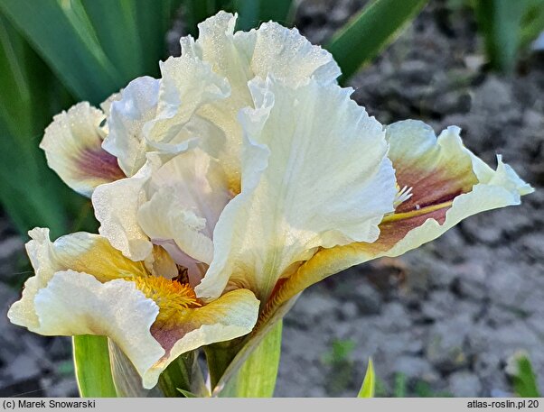 Iris hort. Muggles