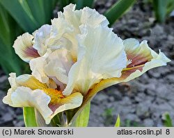 Iris hort. Muggles