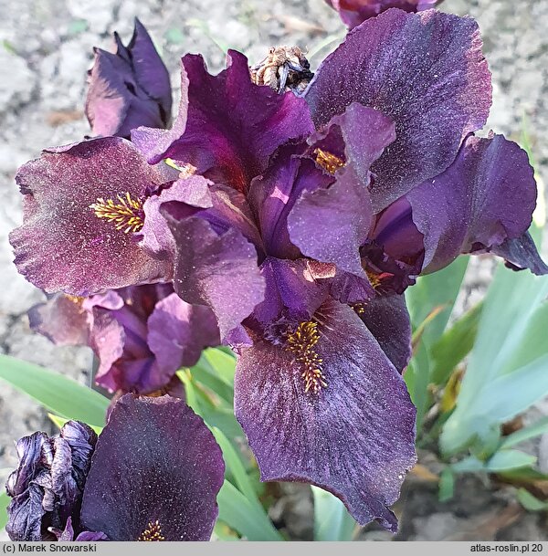 Iris hort. Can't Wait
