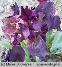 Iris hort. Can't Wait