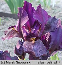 Iris hort. Can't Wait