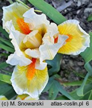 Iris hort. Lumalite