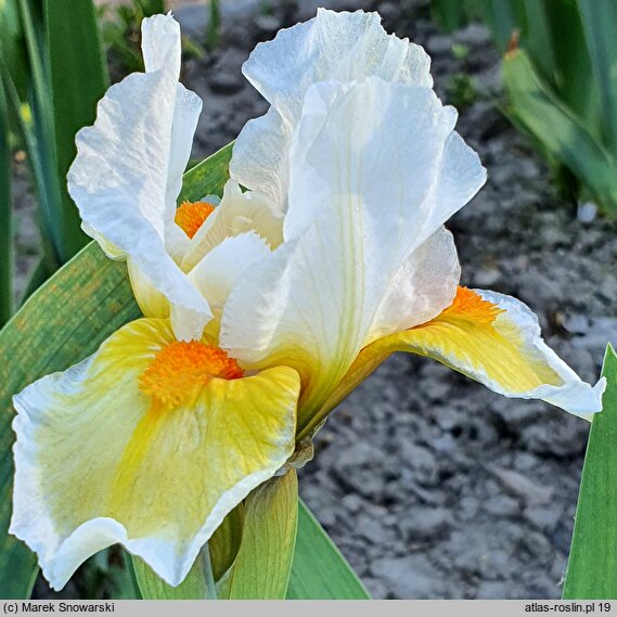 Iris hort. Lumalite