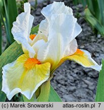 Iris hort. Lumalite