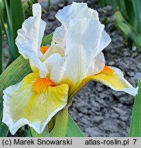 Iris Lumalite