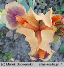 Iris hort. Pele
