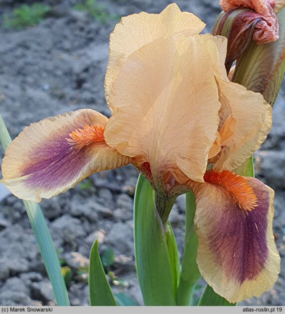 Iris hort. Pele