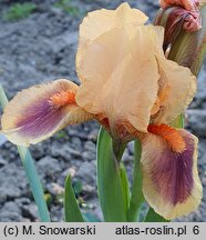 Iris hort. Pele