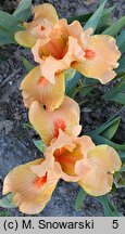 Iris hort. Desert Orange