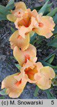 Iris Desert Orange