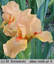 Iris Desert Orange