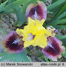 Iris hort. Being Busy
