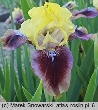 Iris hort. Being Busy