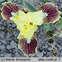 Iris hort. Sass with Class