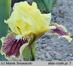 Iris hort. Sass with Class