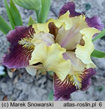 Iris hort. Combo