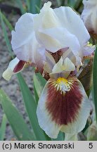 Iris hort. Red Heart