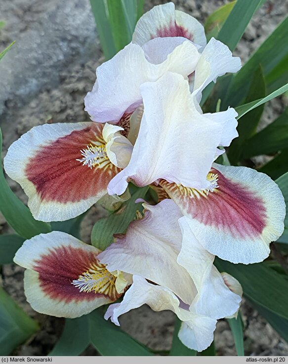 Iris hort. Red Heart