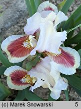 Iris hort. Red Heart