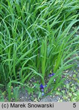 Iris graminea (kosaciec trawolistny)