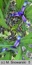 Iris graminea (kosaciec trawolistny)