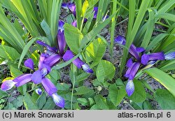 Iris halophila (kosaciec słonolubny)