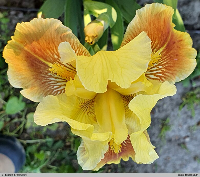 Iris hort. Pink Pele