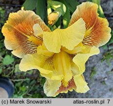 Iris hort. Pink Pele