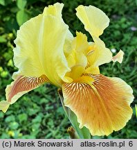 Iris hort. Pink Pele