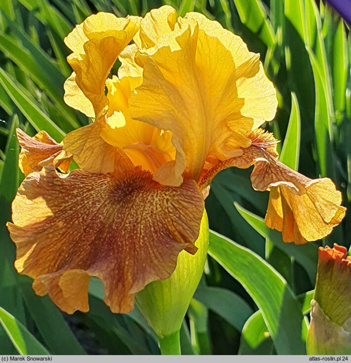 Iris hort. Bistro