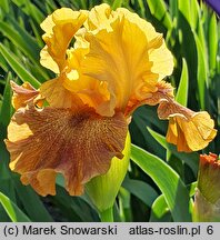 Iris hort. Bistro