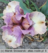 Iris hort. Palaver