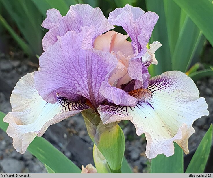 Iris hort. Palaver