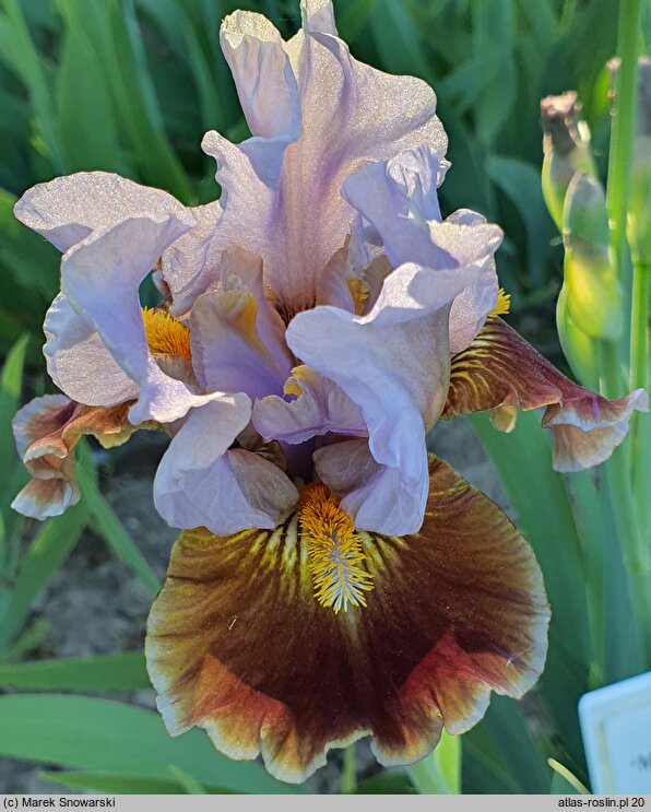 Iris hort. Man's Best Friend