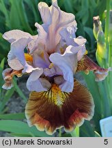 Iris hort. Man's Best Friend
