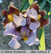 Iris hort. Man's Best Friend