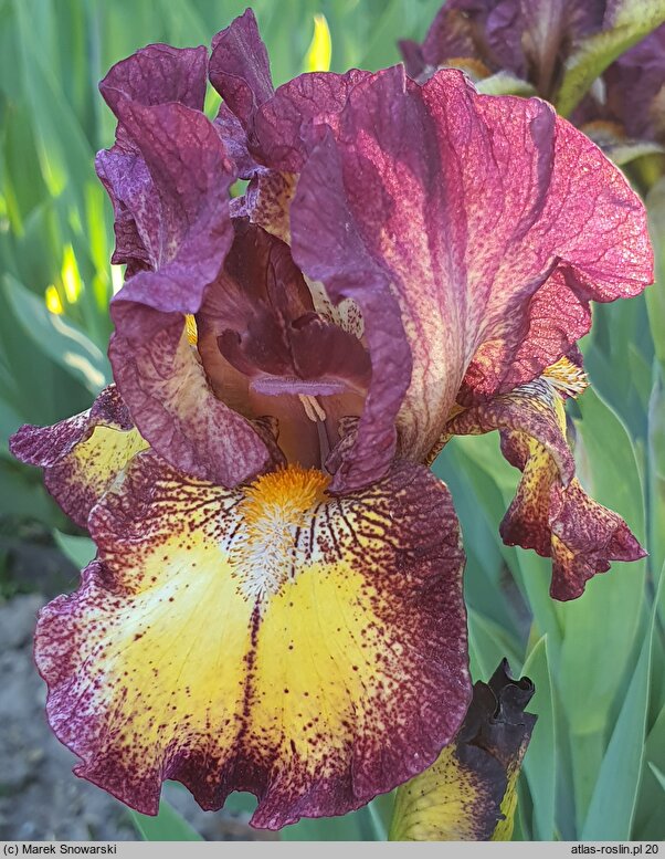 Iris hort. Tripod