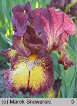 Iris hort. Tripod