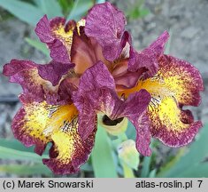Iris hort. Tripod