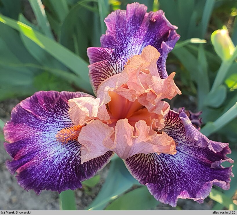 Iris hort. Flying Circus