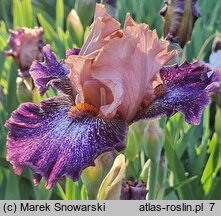 Iris hort. Flying Circus
