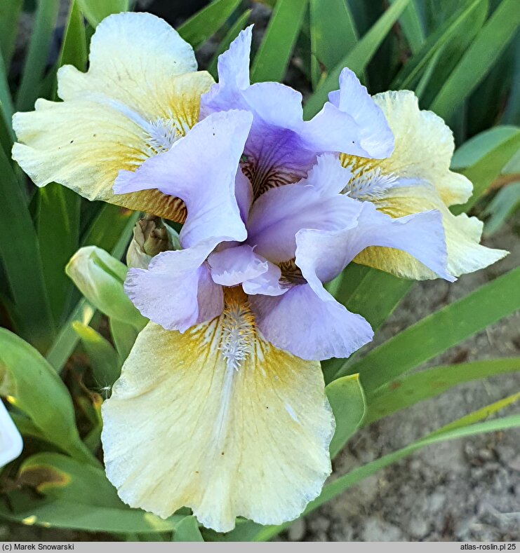 Iris hort. Fast Forward