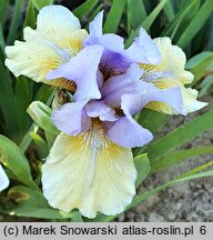 Iris hort. Fast Forward