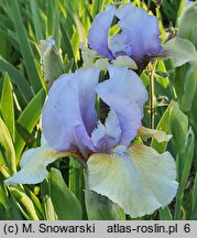 Iris hort. Fast Forward
