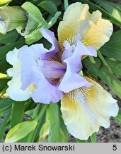 Iris hort. Fast Forward
