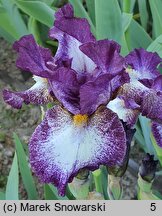 Iris hort. Prince of Burgundy
